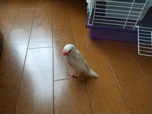 保護直後の白文鳥