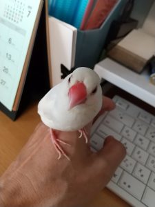 迷子の白文鳥